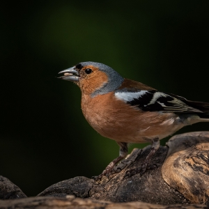 Redwell   16 06 2020   D500   Les 203.jpg